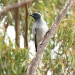 Coracina novaehollandiae at Goorooyarroo NR (ACT) - 19 Apr 2024