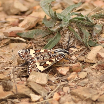 Apina callisto (Pasture Day Moth) at Goorooyarroo NR (ACT) - 19 Apr 2024 by MichaelWenke