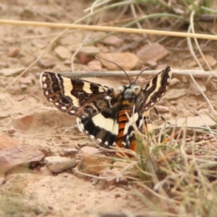 Apina callisto at Goorooyarroo NR (ACT) - 19 Apr 2024