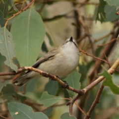 Gerygone fusca (Western Gerygone) at Goorooyarroo NR (ACT) - 19 Apr 2024 by Trevor