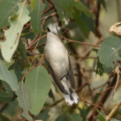 Gerygone fusca at Goorooyarroo NR (ACT) - 19 Apr 2024