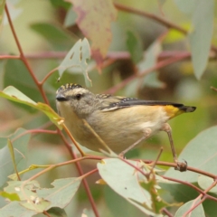 Pardalotus punctatus (Spotted Pardalote) at Goorooyarroo NR (ACT) - 19 Apr 2024 by Trevor