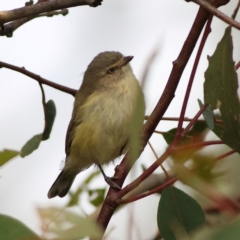 Smicrornis brevirostris (Weebill) at Goorooyarroo NR (ACT) - 19 Apr 2024 by MichaelWenke