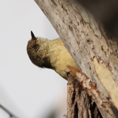 Acanthiza reguloides (Buff-rumped Thornbill) at Goorooyarroo NR (ACT) - 19 Apr 2024 by Trevor