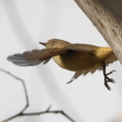 Acanthiza reguloides at Goorooyarroo NR (ACT) - 19 Apr 2024