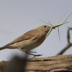 Pachycephala pectoralis (Golden Whistler) at Goorooyarroo NR (ACT) - 19 Apr 2024 by MichaelWenke