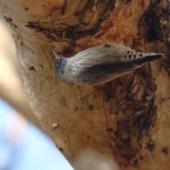 Daphoenositta chrysoptera (Varied Sittella) at Goorooyarroo NR (ACT) - 19 Apr 2024 by MichaelWenke