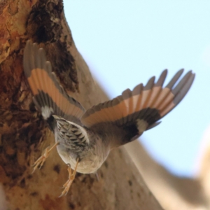 Daphoenositta chrysoptera at Goorooyarroo NR (ACT) - 19 Apr 2024