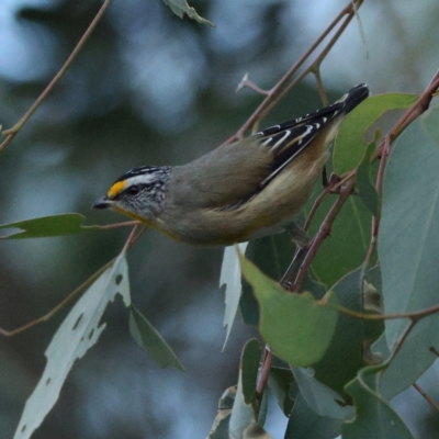 Pardalotus striatus (Striated Pardalote) at Goorooyarroo NR (ACT) - 19 Apr 2024 by MichaelWenke