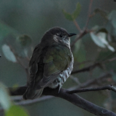 Chrysococcyx lucidus (Shining Bronze-Cuckoo) at Goorooyarroo NR (ACT) - 19 Apr 2024 by MichaelWenke