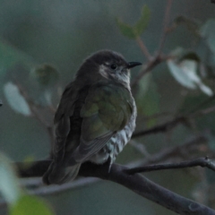 Chrysococcyx lucidus (Shining Bronze-Cuckoo) at Kenny, ACT - 19 Apr 2024 by Trevor