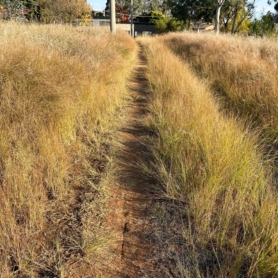 Eragrostis curvula (African Lovegrass) at Giralang, ACT - 18 Apr 2024 by mcosgrove