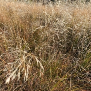 Eragrostis curvula at Giralang, ACT - 18 Apr 2024