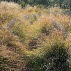 Eragrostis curvula at Giralang, ACT - 18 Apr 2024