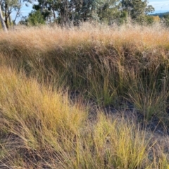 Eragrostis curvula at Giralang, ACT - 18 Apr 2024