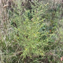 Dittrichia graveolens (Stinkwort) at Mount Ainslie - 17 Apr 2024 by mcosgrove