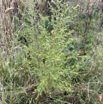 Dittrichia graveolens (Stinkwort) at Mount Ainslie - 17 Apr 2024 by mcosgrove
