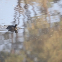 Fulica atra (Eurasian Coot) at Aranda Bushland - 20 Apr 2024 by JimL