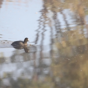 Fulica atra at Aranda Bushland - 21 Apr 2024