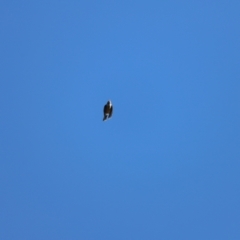 Manorina melanocephala at Aranda Bushland - 21 Apr 2024