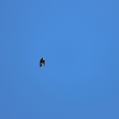 Manorina melanocephala at Aranda Bushland - 21 Apr 2024