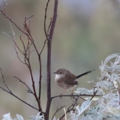 Malurus cyaneus (Superb Fairywren) at Yarralumla, ACT - 20 Apr 2024 by JimL