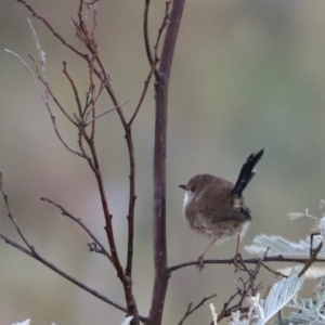 Malurus cyaneus at Aranda Bushland - 21 Apr 2024