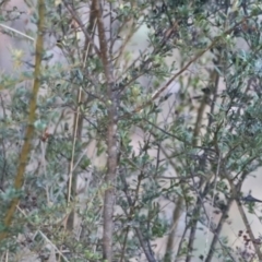 Malurus cyaneus at Aranda Bushland - 21 Apr 2024