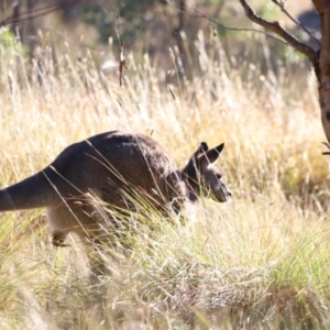 Macropus giganteus at Aranda Bushland - 21 Apr 2024