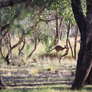 Macropus giganteus at Aranda Bushland - 21 Apr 2024 09:01 AM