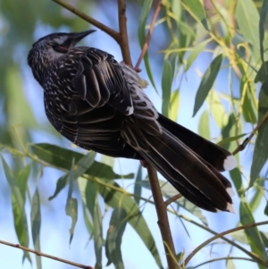 Anthochaera carunculata at Aranda Bushland - 21 Apr 2024