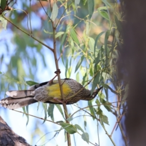 Anthochaera carunculata at Aranda Bushland - 21 Apr 2024