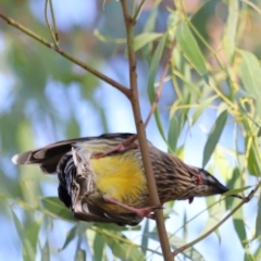 Anthochaera carunculata at Aranda Bushland - 21 Apr 2024