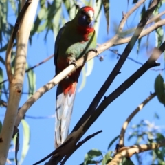 Platycercus elegans (Crimson Rosella) at Aranda, ACT - 20 Apr 2024 by JimL