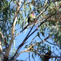 Platycercus elegans at Aranda Bushland - 21 Apr 2024 09:08 AM