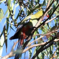 Platycercus elegans at Aranda Bushland - 21 Apr 2024 09:08 AM