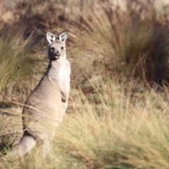 Macropus giganteus (Eastern Grey Kangaroo) at Aranda Bushland - 21 Apr 2024 by JimL