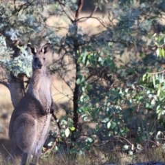 Macropus giganteus at Aranda Bushland - 21 Apr 2024