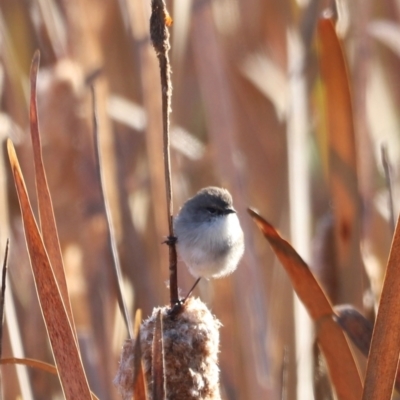 Malurus cyaneus (Superb Fairywren) at Aranda Bushland - 20 Apr 2024 by JimL