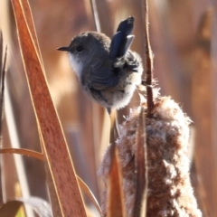 Malurus cyaneus at Aranda Bushland - 21 Apr 2024