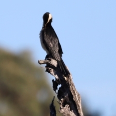 Microcarbo melanoleucos (Little Pied Cormorant) at Aranda Bushland - 20 Apr 2024 by JimL