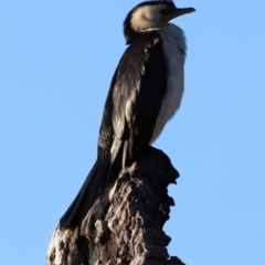 Microcarbo melanoleucos at Aranda Bushland - 21 Apr 2024