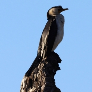 Microcarbo melanoleucos at Aranda Bushland - 21 Apr 2024