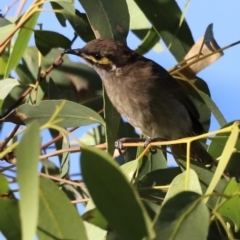 Caligavis chrysops (Yellow-faced Honeyeater) at Aranda Bushland - 20 Apr 2024 by JimL