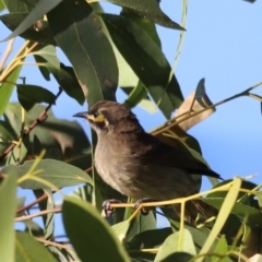 Caligavis chrysops at Aranda Bushland - 21 Apr 2024