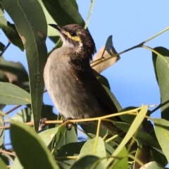 Caligavis chrysops at Aranda Bushland - 21 Apr 2024