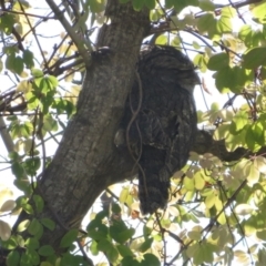 Podargus strigoides (Tawny Frogmouth) at Phillip, ACT - 18 Mar 2024 by shube