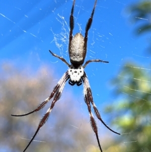 Trichonephila edulis at Wanniassa, ACT - 21 Apr 2024