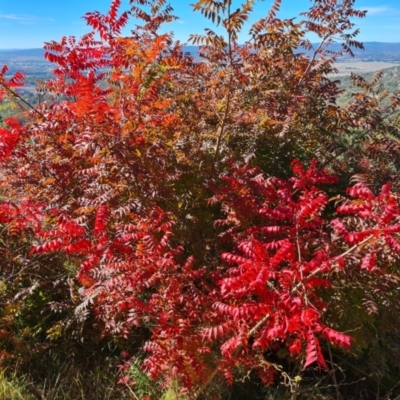 Pistacia chinensis (Chinese Pistachio) at Isaacs Ridge - 21 Apr 2024 by Mike