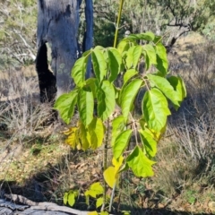 Acer negundo (Box Elder) at Isaacs, ACT - 21 Apr 2024 by Mike